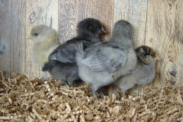 4 Pullet Chicks Week 1